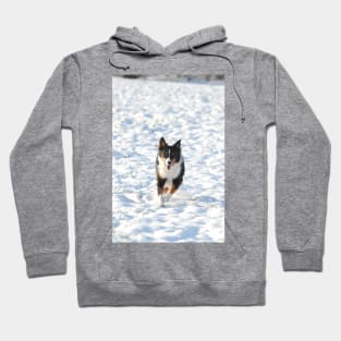 australian shepherd running in snow Hoodie